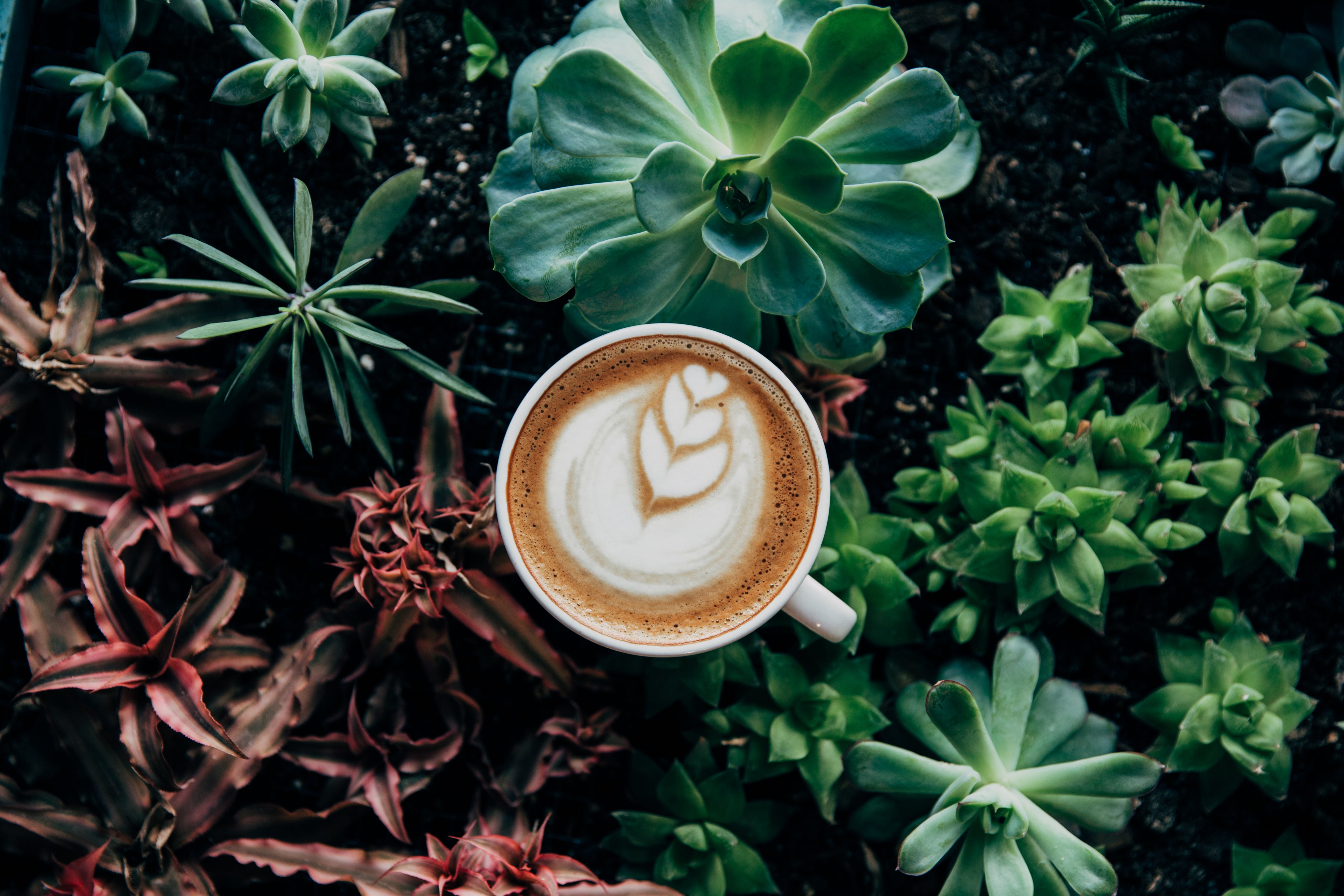 coffee-in-plants.jpg